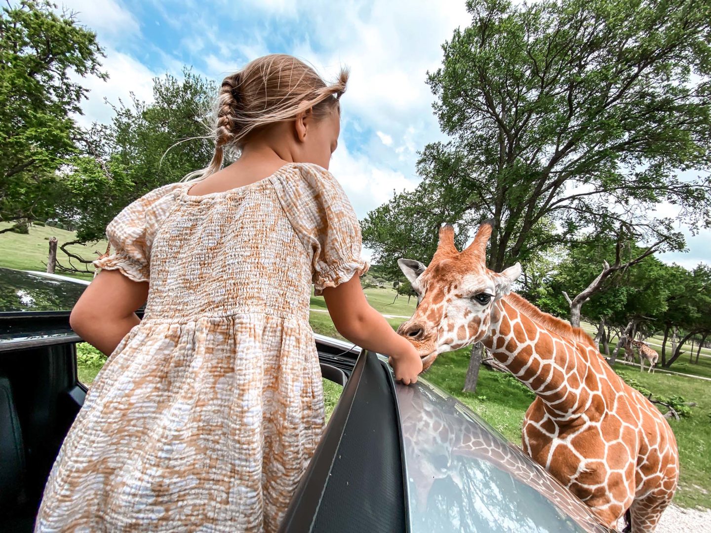 Feeding Giraffes Texas
